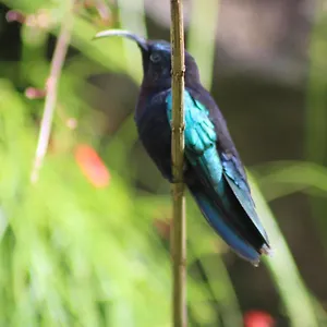 Gites Couleurs Créoles Hébergement de vacances